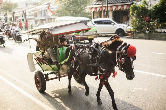 A carriage driver