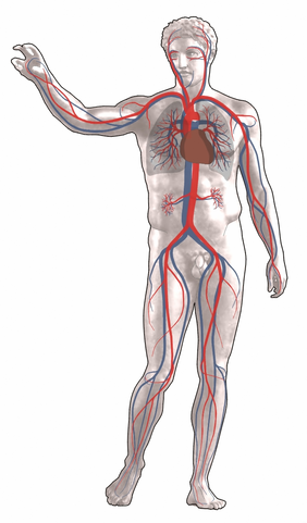 Physiologist article illustration