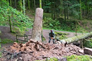 A forestry technician