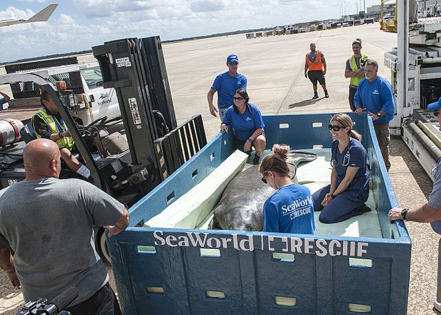 Aquatic animal health professionals