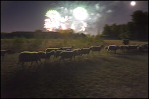 Animal behaviourist article illustration