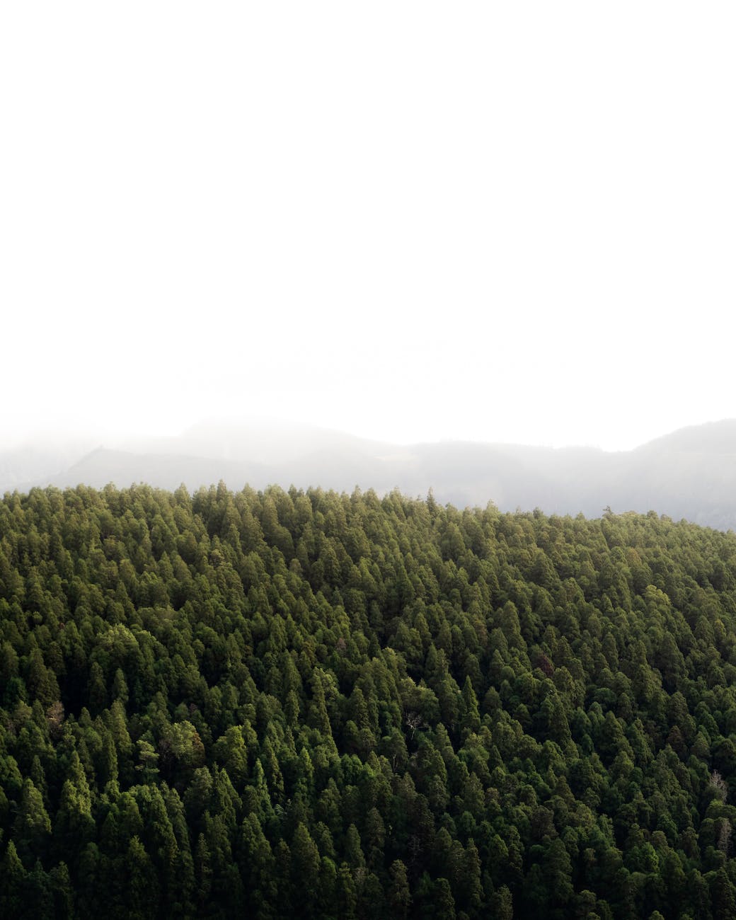 foggy forested landscape